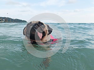 Close-up face cute dog puppy pug fear and afraid water swim on beach, Koh Kood , Thailand. (Kood Island)