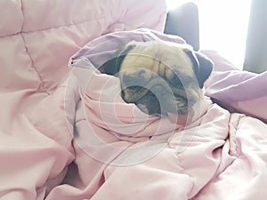 Close up face of cute dog puppy pug sleep rest on sofa bed with