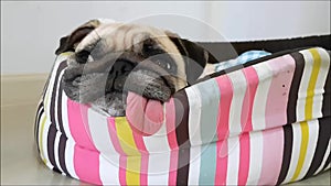 Close-up face of Cute funny pug puppy dog sleeping by chin lay down and tongue sticking out on bed.