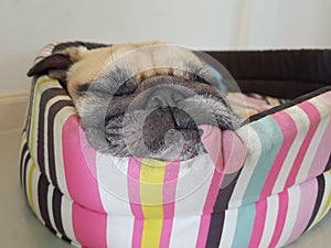 Close up face of cute funny puppy pug dog sleep rest on pillow bed with tongue sticking out