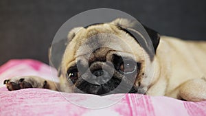 Close-up face of cute pug dog falls asleep on bed in bedroom