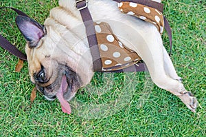 Close-up face of cute pug dog sleeping rest lying siesta on grass in the park and snoring loud open mouth photo