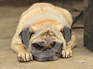 Close-up face of Cute pug dog sleeping rest on siesta