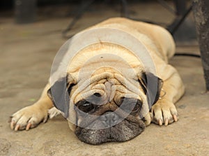 Close-up face of Cute pug dog sleeping rest on siesta