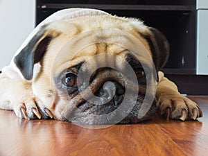 Close-up face of Cute pug puppy dog rest by chin and tongue lay down on laminate floor and look to camera