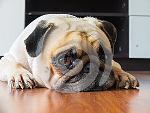 Close-up face of Cute pug puppy dog rest by chin and tongue lay down on laminate floor and look to camera