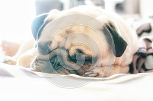 Close up face of Cute pug puppy dog sleeping on the bed