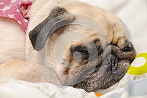 Close up face of Cute pug puppy dog sleeping on the bed