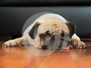 Close up face of Cute pug puppy dog sleeping by chin and tongue lay down on laminate floor