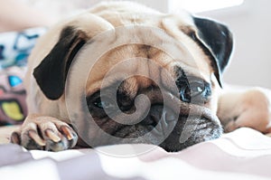 Close up face of Cute pug puppy dog sleeping rest on the bed