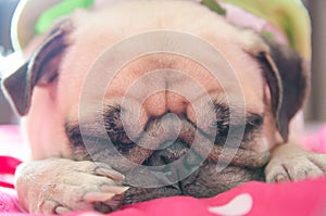Close up face of Cute pug puppy dog sleeping rest on bed with sn