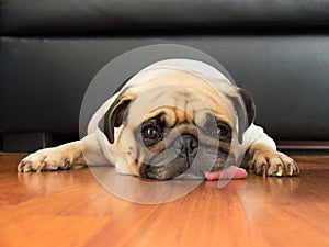 Close-up face of Cute pug puppy dog sleeping rest open eye by chin and tongue lay down floor