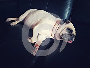 Close-up face of Cute pug puppy dog sleeping rest open eye by chin and tongue lay down on sofa