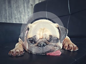 Close-up face of Cute pug puppy dog sleeping rest open eye by chin and tongue lay down on sofa