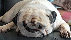 Close up face of Cute pug puppy dog sleeping in sofa