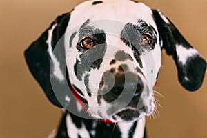 Close up of the face of a dalmatian dog