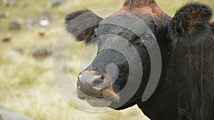 Close-up of the face of a dark brown cow on an autumn pasture in the mountains.