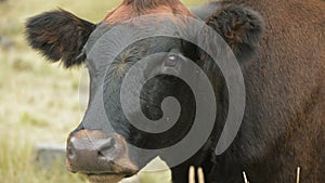 Close-up of the face of a dark brown cow on an autumn pasture in the mountains.