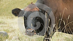 Close-up of the face of a dark brown cow on an autumn pasture in the mountains.