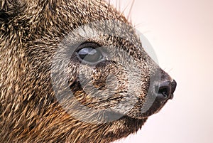 Close up of a dassie, South Africa photo