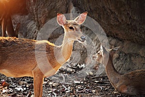 The close up face of Deer, are the ruminant mammals forming the