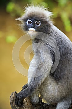 Close up face of dusky leaves monkey in wild