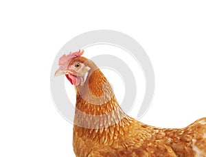 Close up face and feather of hen chicken isolate white background