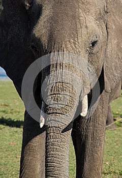 Close up of a face of female african elephant