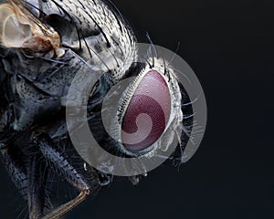 Close up face of flies