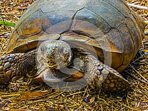 Face to Face with a Gopher Tortoise