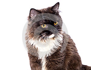 Close-up face of a fluffy chocolate-colored long-haired Scottish cat sitting on a white background