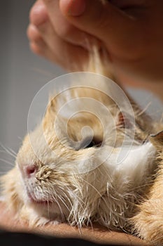 Close up of Face of four months old long hair peruvian guinea pig white and gold being combed.