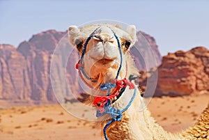 Gently Smiling Camel in Wadi Rum Desert, Jordan photo