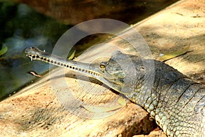 Close up face of gharial crocodile