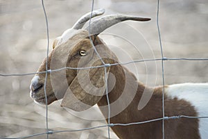 Close up face of goat in paddock, goat portrait, selective focus