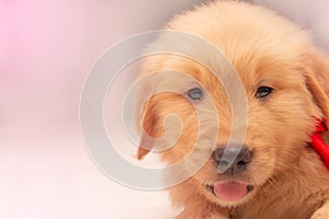 Close up face of Golden retriever two months old. Smiling Healthy puppy dog
