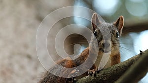 Close-up of the face of a gray squirrel looking at the camera sitting on a tree branch.