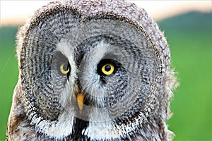 Close up of the face of a great grey owl. (Strix nebulosa)