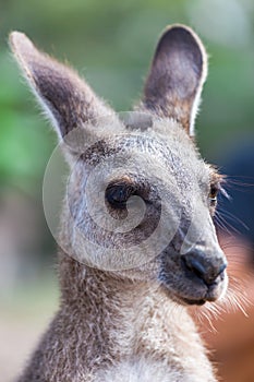 Close-Up of Face of Grey Kangaroo, Queensland, Australia