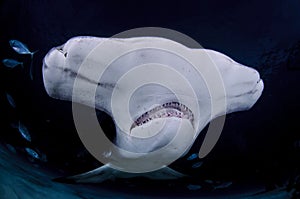 Close up Face of Hammerhead Shark in Dark Waters of Bahamas
