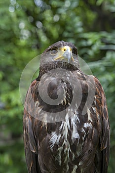 Close up face of hawk bird