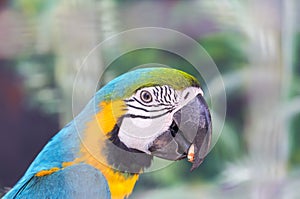 Close up face head of blue and yellow macaw or blue and gold macaw bird