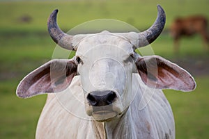 Close up face horn male cow in rural livestock farm field