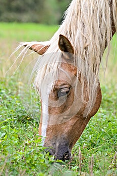 Close-up face of the horse