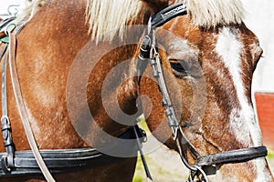 Close-up of the face of a horse in a harness