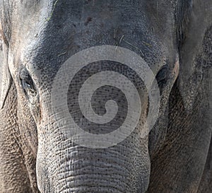 Close up of the face of an Indian Elephant