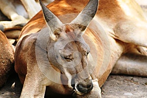 Close-up face kangaroo resting on ground photo