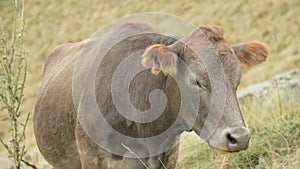 Close-up of the face of a light brown cow on an autumn pasture in the mountains.