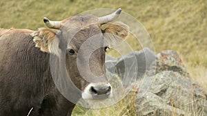 Close-up of the face of a light brown cow on an autumn pasture in the mountains.