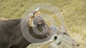 Close-up of the face of a light brown cow on an autumn pasture in the mountains.